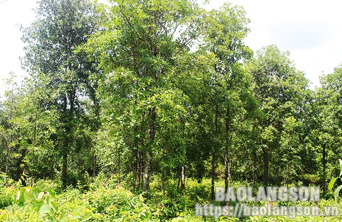 Rừng Hồi Xứ Lạng Gallery 2