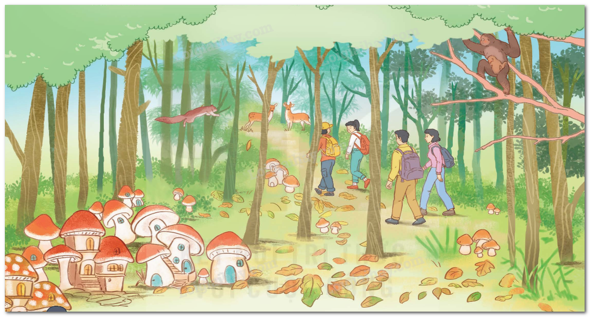 Kì Diệu Rừng Xanh Gallery 1