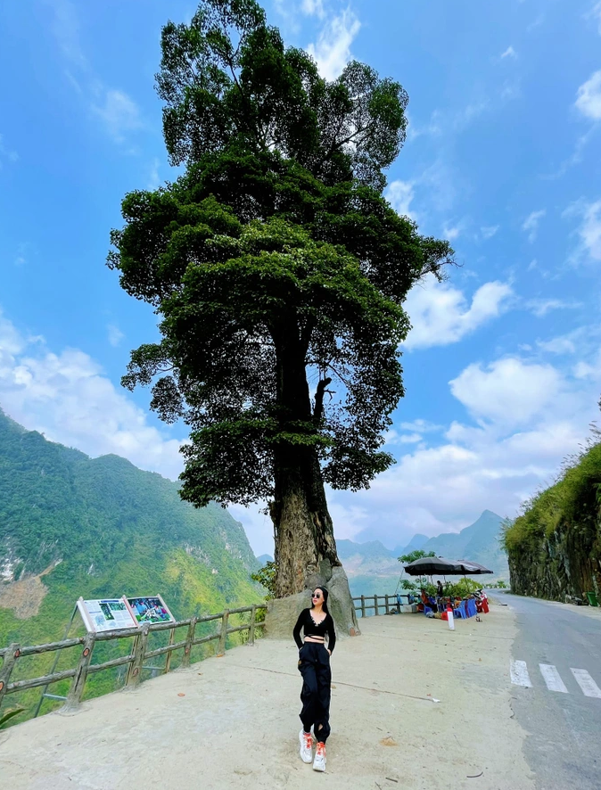 Cây Nghiến Cô Đơn Hà Giang Gallery 2