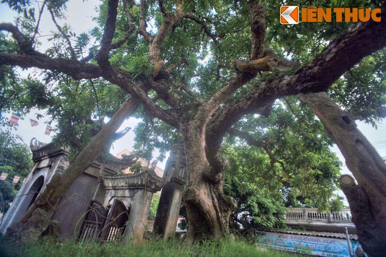 Cây Nhãn Cổ Thụ: Tuổi Thọ, Giá Trị Và Những Điều Thú Vị Gallery 2