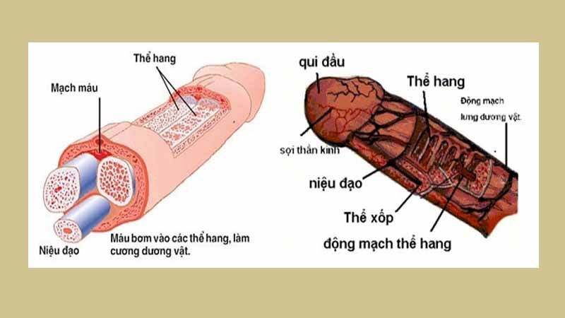 Kích thước cậu nhỏ theo từng độ tuổi Gallery 1