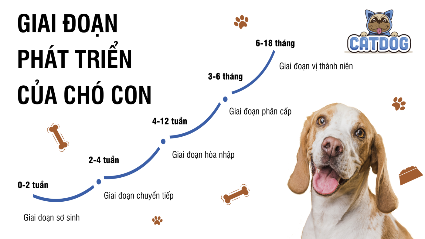 Chó con khi nào biết ăn? Gallery 1