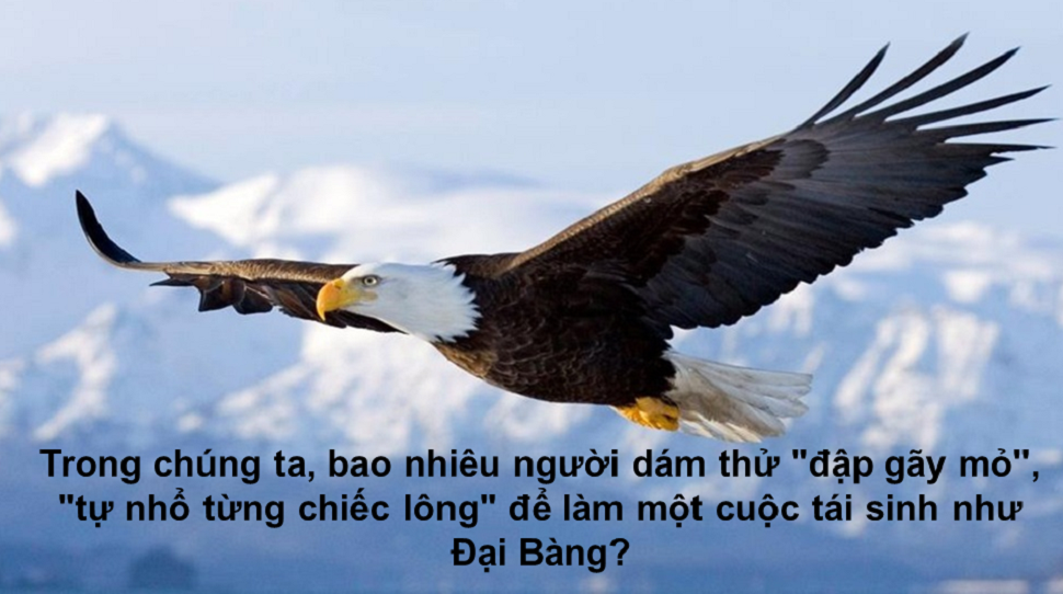 Chim Đại Bàng Con: Sự Sinh Tồn Và Phát Triển Gallery 1
