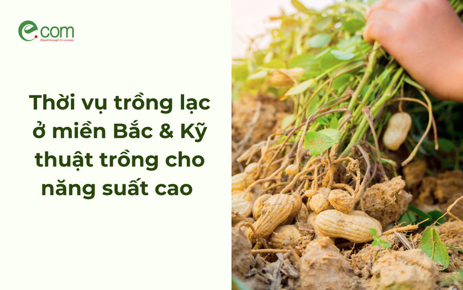 Tóm tắt mùa lạc Gallery 1