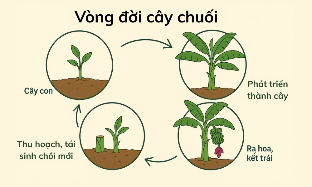 Vòng đời cây chuối Gallery 1