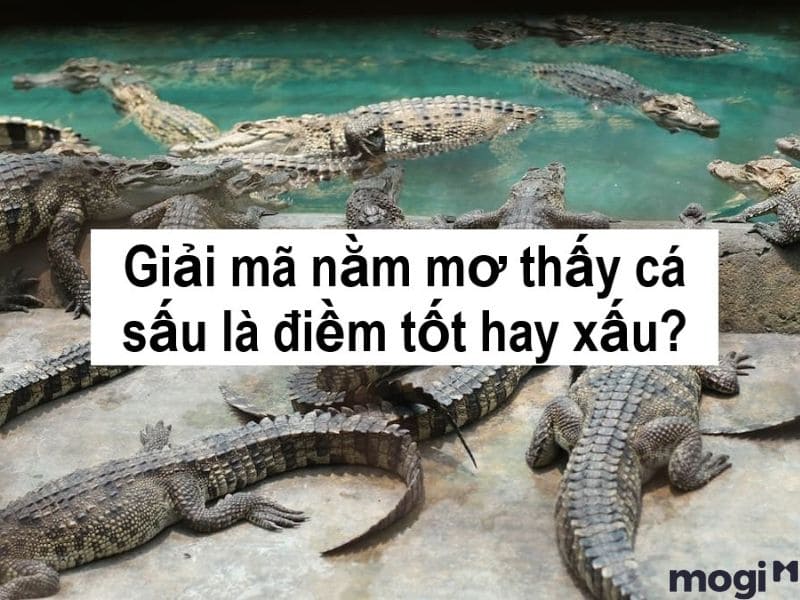 Chiêm Bao Thấy Cá Sấu: Điềm Báo Giàu Sang Hay Tai Ương? Gallery 1