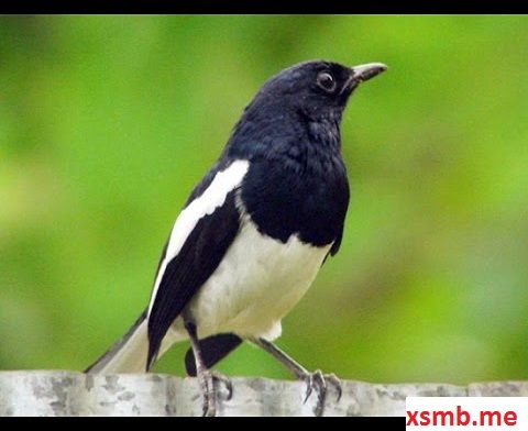 Chim chích chòe bay vào nhà là điềm gì? Gallery 1