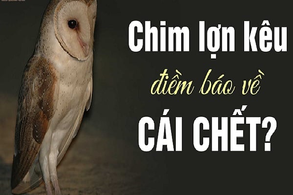 Nhìn Thấy Chim Lợn La Điềm Gì? Gallery 1