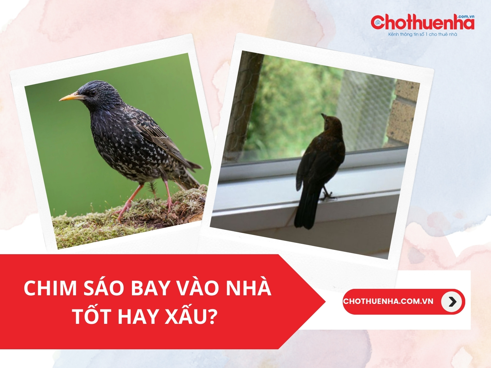 Chim Sáo Bay Vào Nhà Đánh Con Gì? Gallery 1