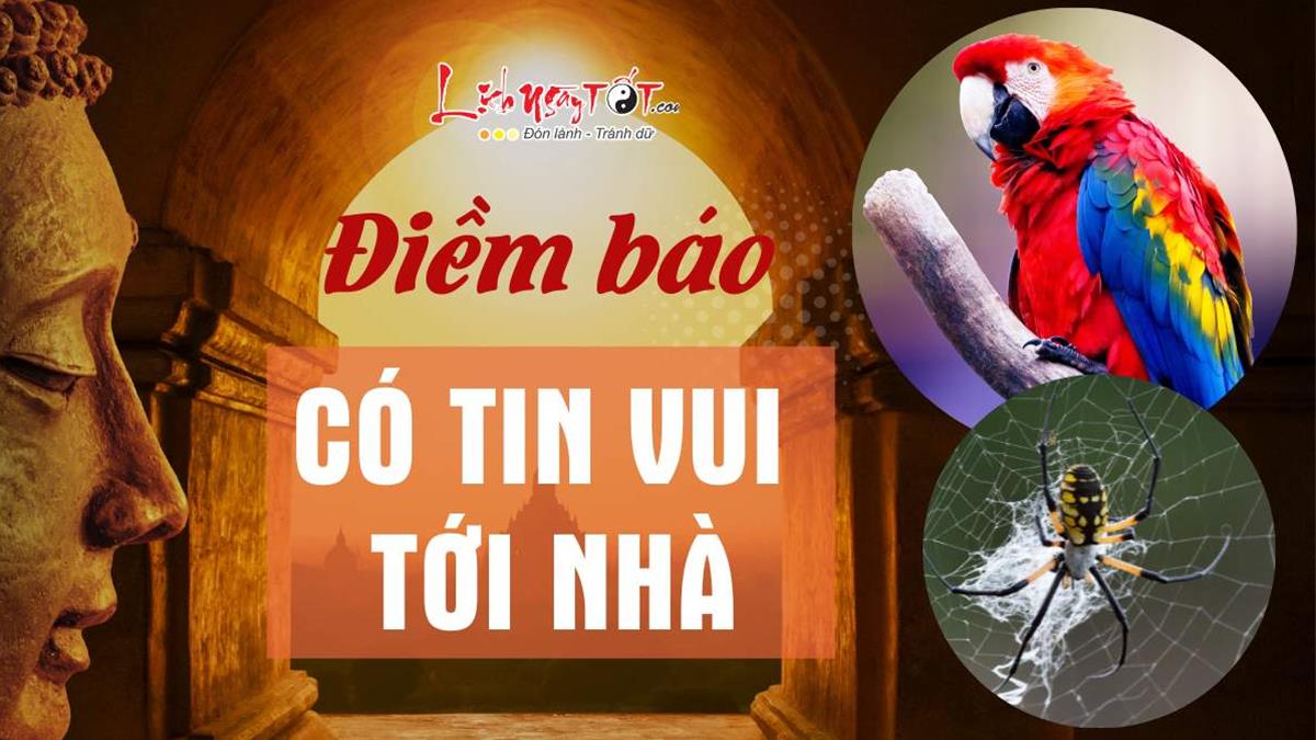 Vẹt Bay Vào Nhà: Điềm Báo Hay Ngẫu Nhiên? Gallery 1
