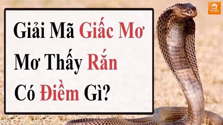 Nằm Mơ Bắt Được Rắn Hổ Mang: Điềm Báo Giàu Sang Hay Tai Ương? Gallery 1