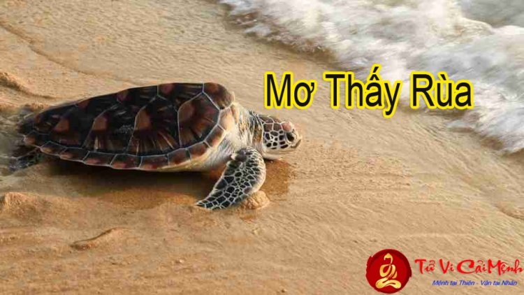 Mơ Bắt Được Rùa: Điềm Báo May Mắn Hay Xui Xẻo? Gallery 1