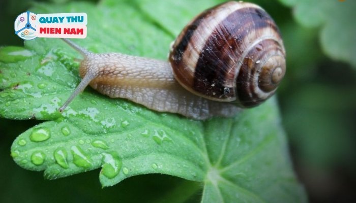 Nằm mơ đi bắt ốc đánh con gì? Gallery 1