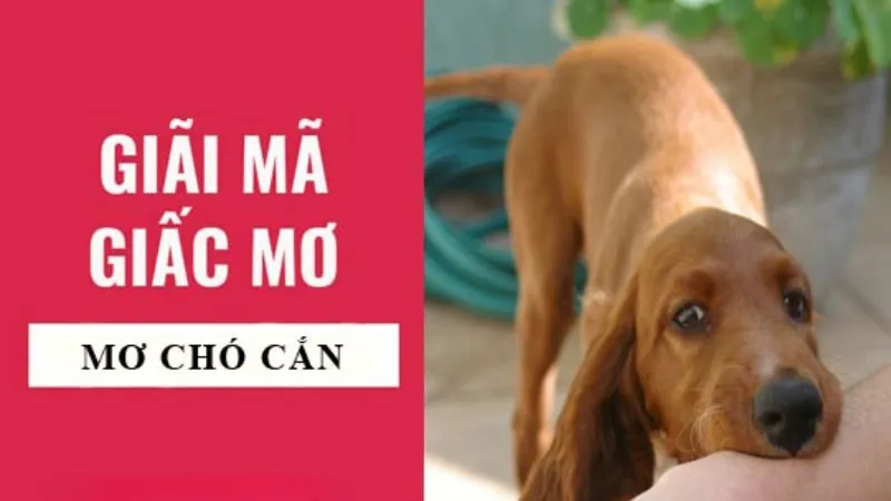 Nằm mơ bị chó cắn vào chân: Điềm báo gì? Gallery 1