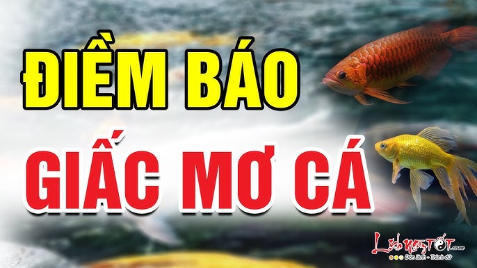 Nằm Mơ Câu Được Cá To: Điềm Báo May Mắn Hay Xui Xẻo? Gallery 1
