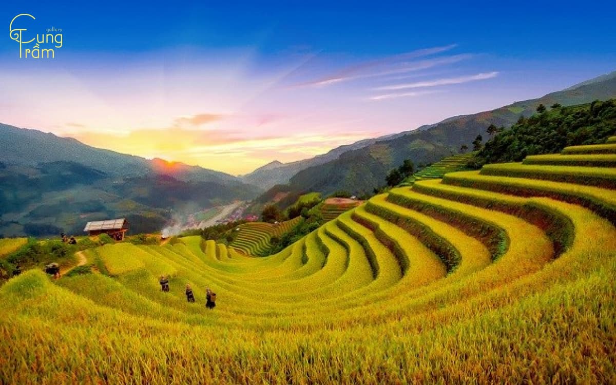 Mơ Đi Gặt Lúa Điềm Báo Điều Gì? Gallery 1