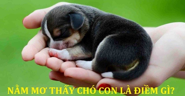 Mơ Thấy Bầy Chó Con: Điềm Báo May Mắn Hay Xui Xẻo? Gallery 1