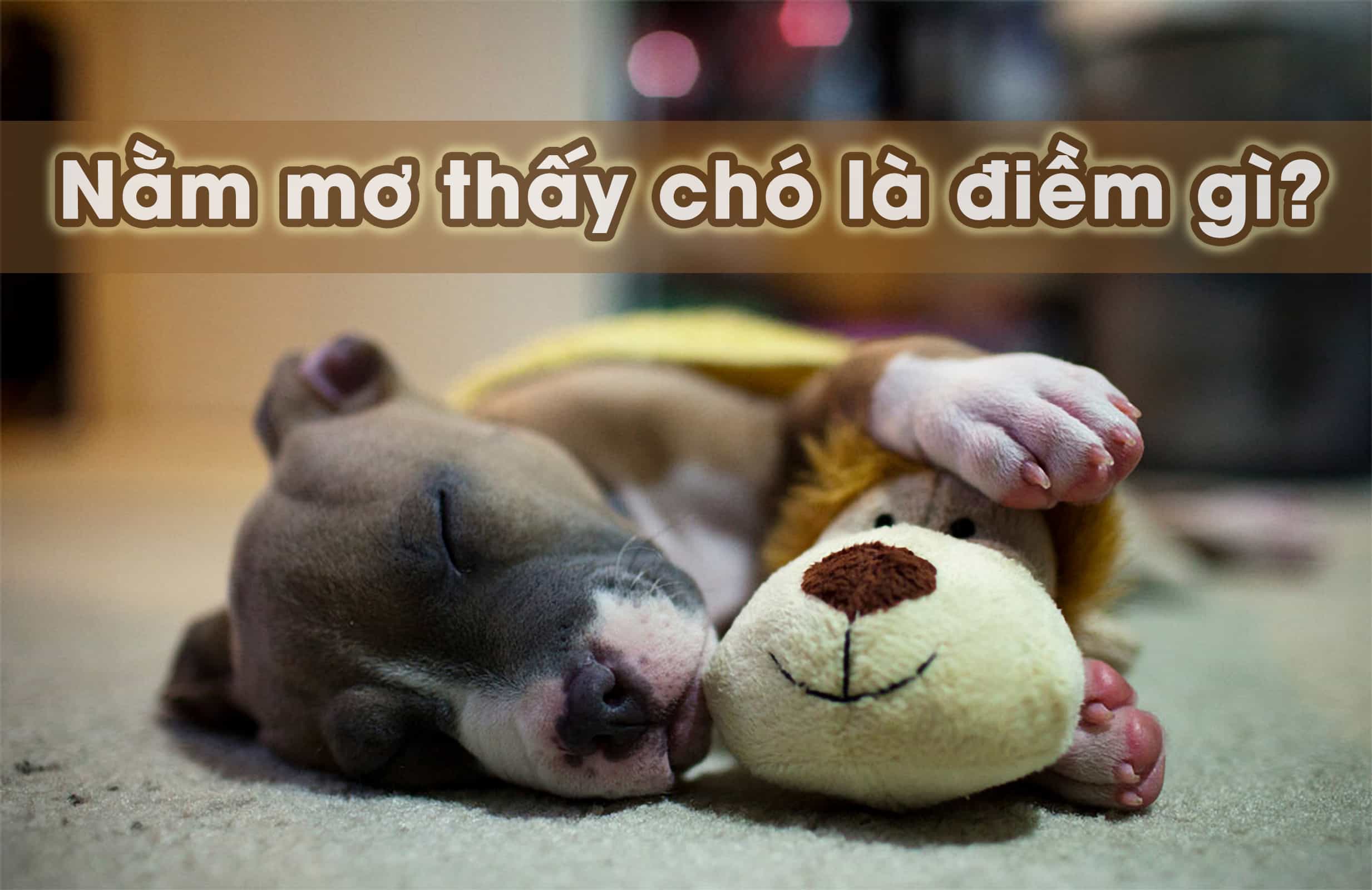 Mơ Đàn Chó Con Gallery 1