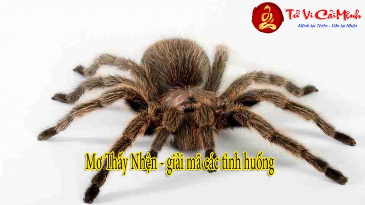 Nằm Mơ Thấy Nhện Đánh Con Gì? Gallery 1