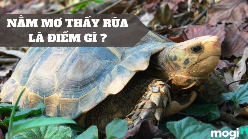 Nằm Mơ Thấy Rùa: Điềm Báo May Mắn Hay Xui Xẻo? Gallery 2