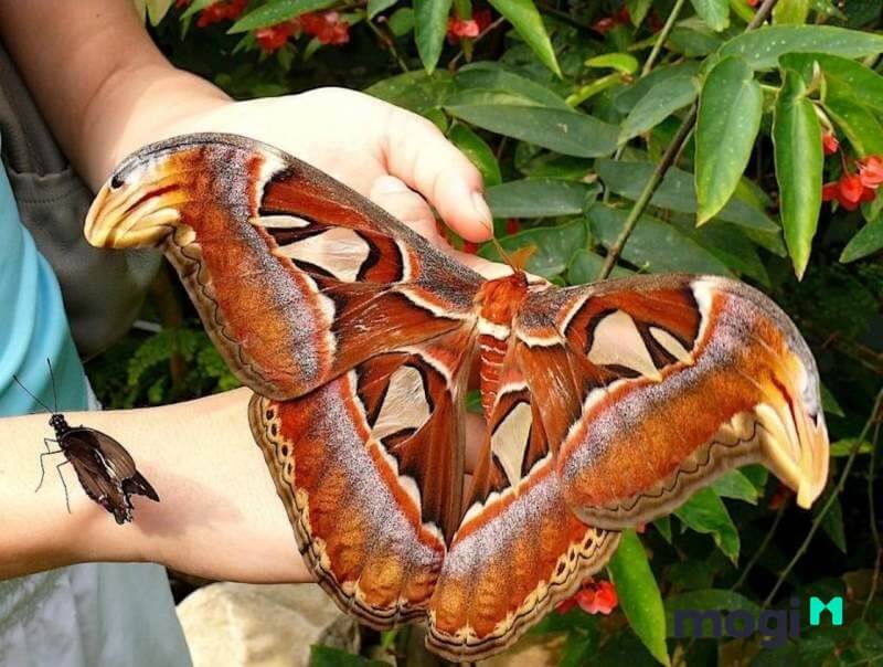 Bướm nâu bay vào nhà đánh con gì? Gallery 1