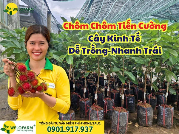Chôm chôm có trồng được ở miền Bắc không? Gallery 2