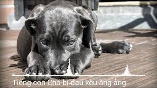 Tiếng Chó Kêu ẳng ẳng: Nguyên Nhân, Giải Pháp và Điều Cần Biết Gallery 2