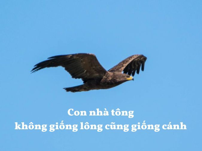Không giống lông cũng giống cánh Gallery 1