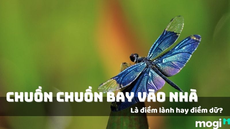 Chuồn Chuồn Xanh Bay Vào Nhà: Điềm Báo Hay Ngẫu Nhiên? Gallery 2