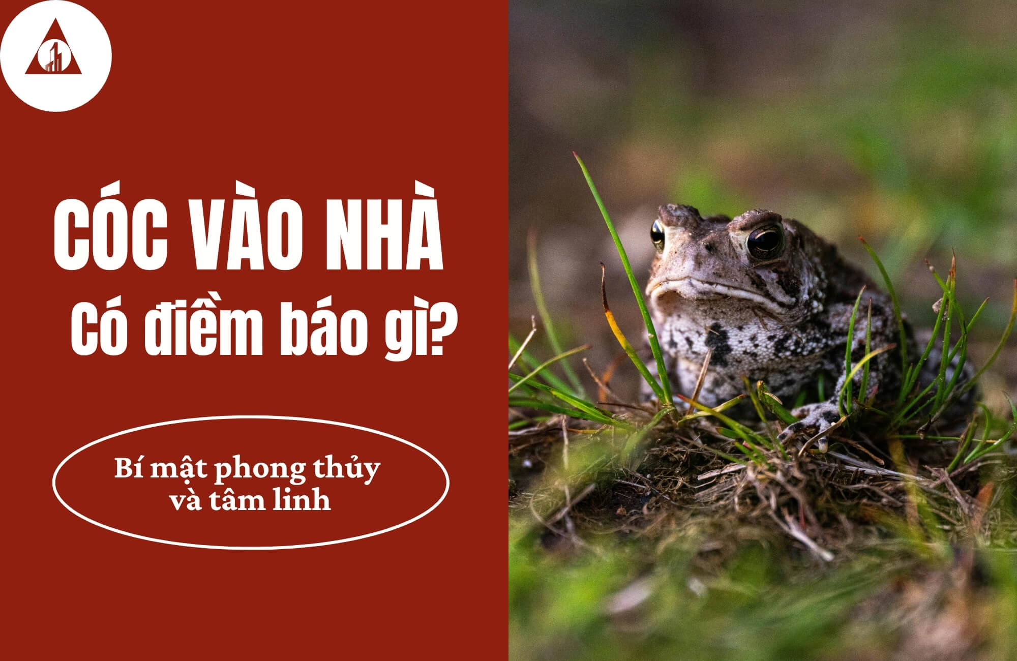 Cóc vào nhà ở tốt hay xấu? Gallery 2