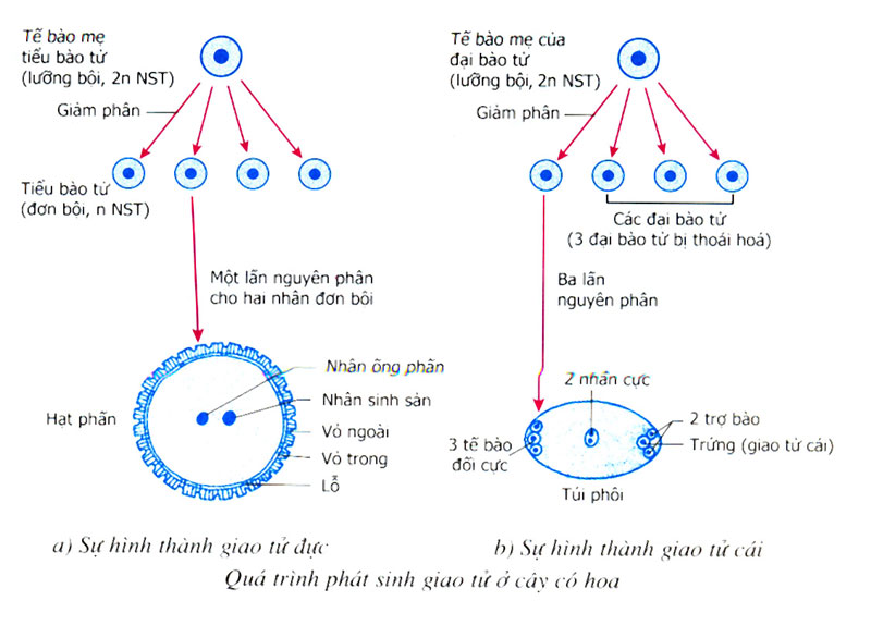 Giảm phân xảy ra ở loại tế bào nào? Gallery 1