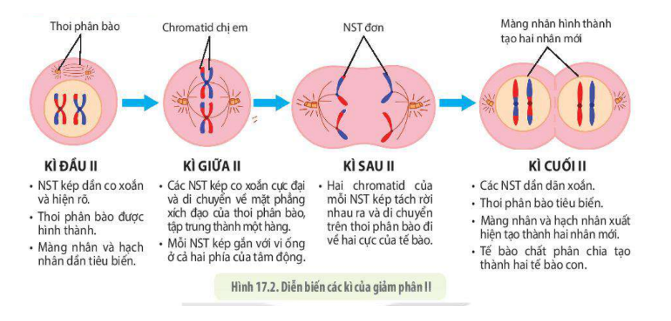 Giảm phân xảy ra ở loại tế bào nào sau đây?