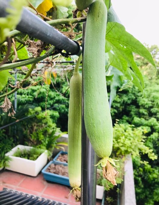 Giàn Mướp Hay Dàn Mướp?