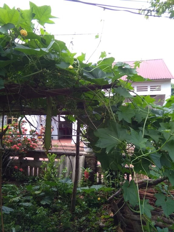 Giàn Mướp Trước Nhà: Làm Đẹp Ngôi Nhà Và Có Mướp Ăn