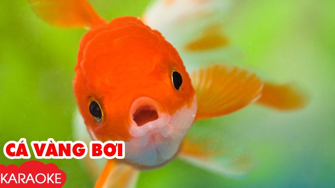 Giáo án Cá Vàng Bơi