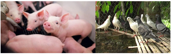 Giàu nuôi lợn lụi bại nuôi bồ câu: Thực hư câu chuyện và bài học kinh nghiệm