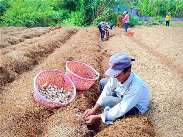 Kỹ thuật trồng nấm rơm hiệu quả cao Gallery 2