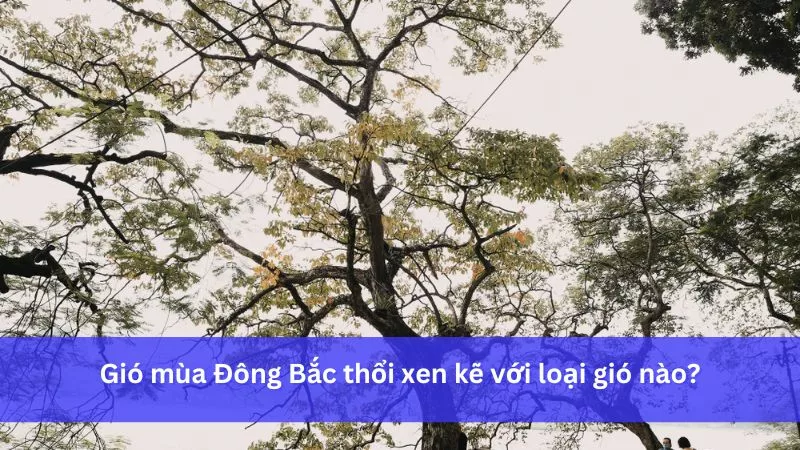 Vào mùa đông gió mùa Đông Bắc ở miền Bắc nước ta thổi xen kẽ với gì? Gallery 2