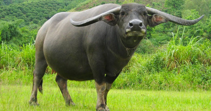 Giới thiệu con trâu ở làng quê Việt Nam