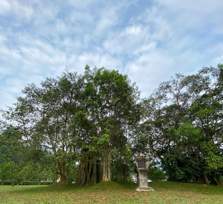 Cây Đa Tân Trào - Biểu tượng lịch sử hào hùng Gallery 2