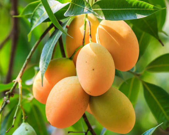 Giới thiệu về cây xoài