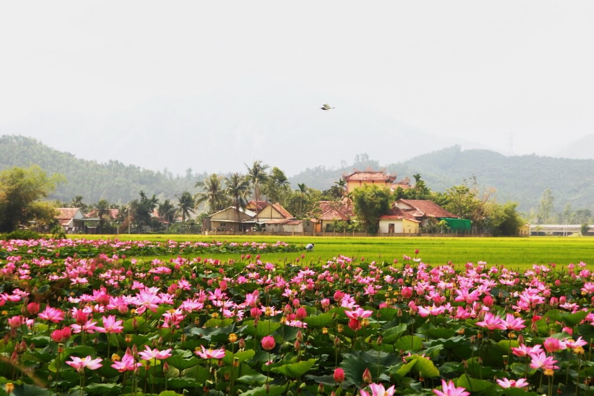 Giới thiệu về Đồng Tháp