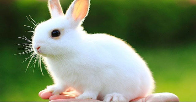 Giới thiệu về loài thỏ
