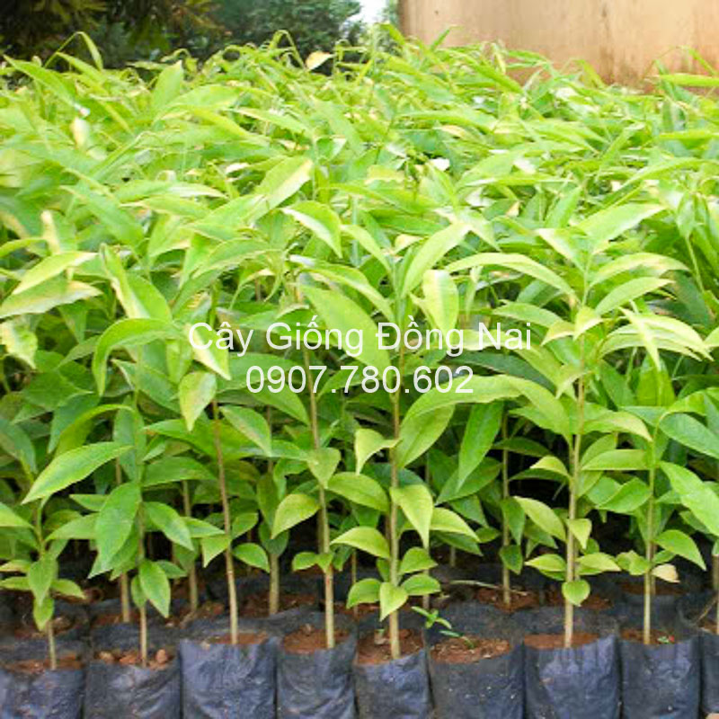 Giống Cây Bạch Đàn Tốt Nhất Hiện Nay