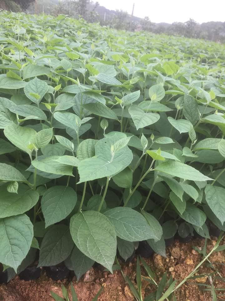 Giống Cây Bồ Đề
