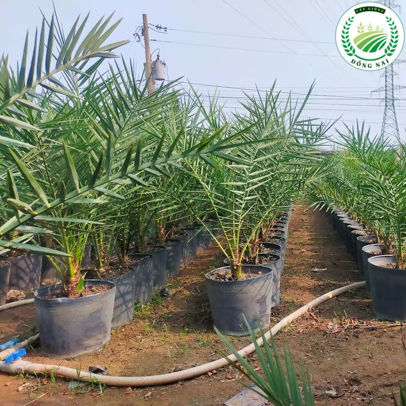 Giống Cây Chà Là: Hướng Dẫn Trồng Trọt Và Chăm Sóc