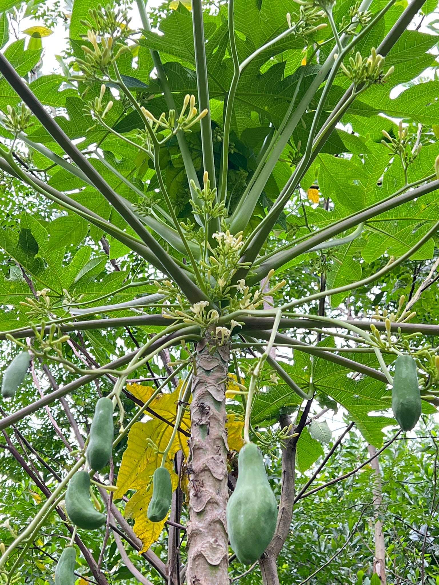 Giống Cây Đu Đủ Đực