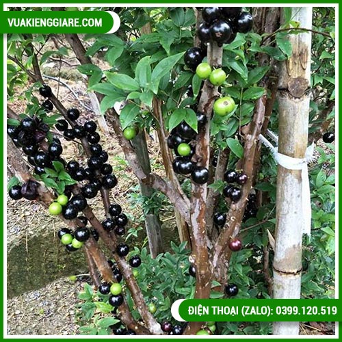 Giống Cây Nho Thân Gỗ