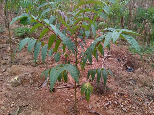 Giống Cây Xoan Đào