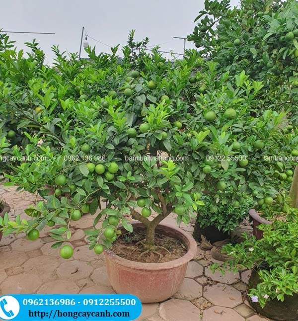 Giống Chanh Tứ Quý: Đặc điểm, cách trồng và chăm sóc